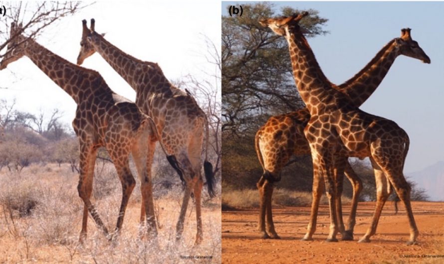 When giraffes fight, they do so honorably