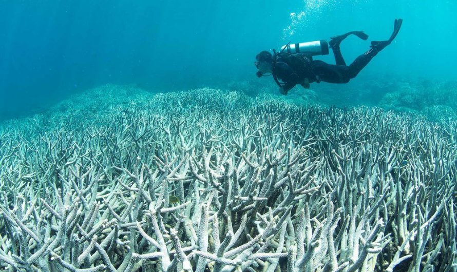 The Planet Has Lost Half of Its Coral Reefs Since 1950