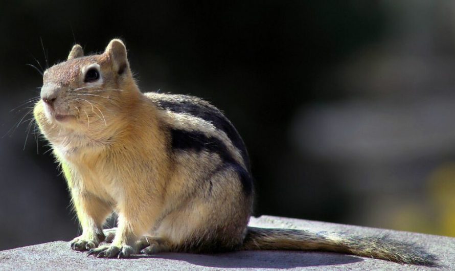 Understanding squirrel personalities can help us better protect endangered species