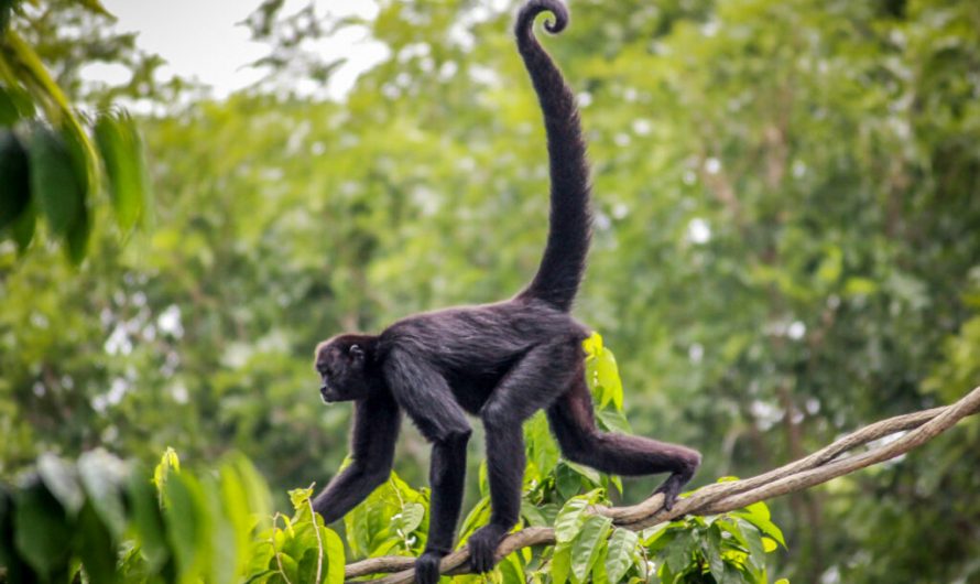 This mutation may explain how humans lost their tails