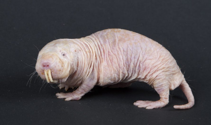 Naked mole-rats: the creatures that defy biology
