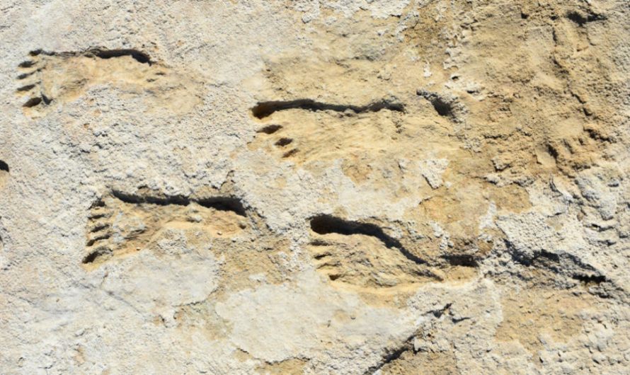 23,000 year-old ‘ghost tracks’ show humans arrived in the Americas much earlier than thought