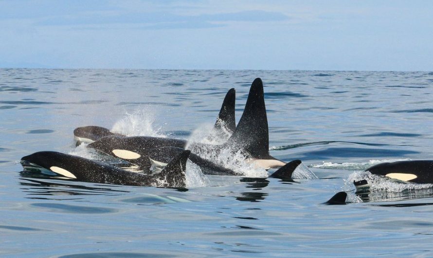 Why Do Pilot Whales Chase Killer Whales Near Iceland?