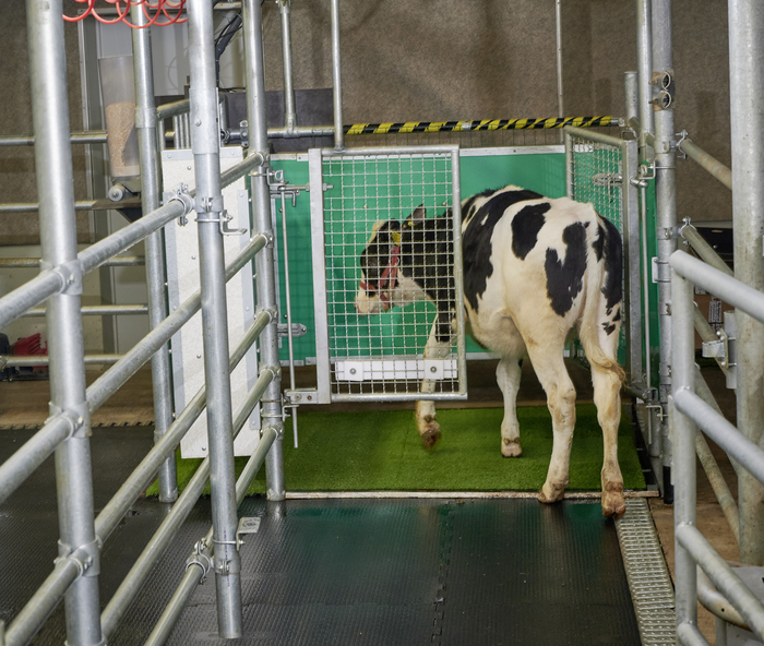 Scientists potty-train cows to tackle climate change