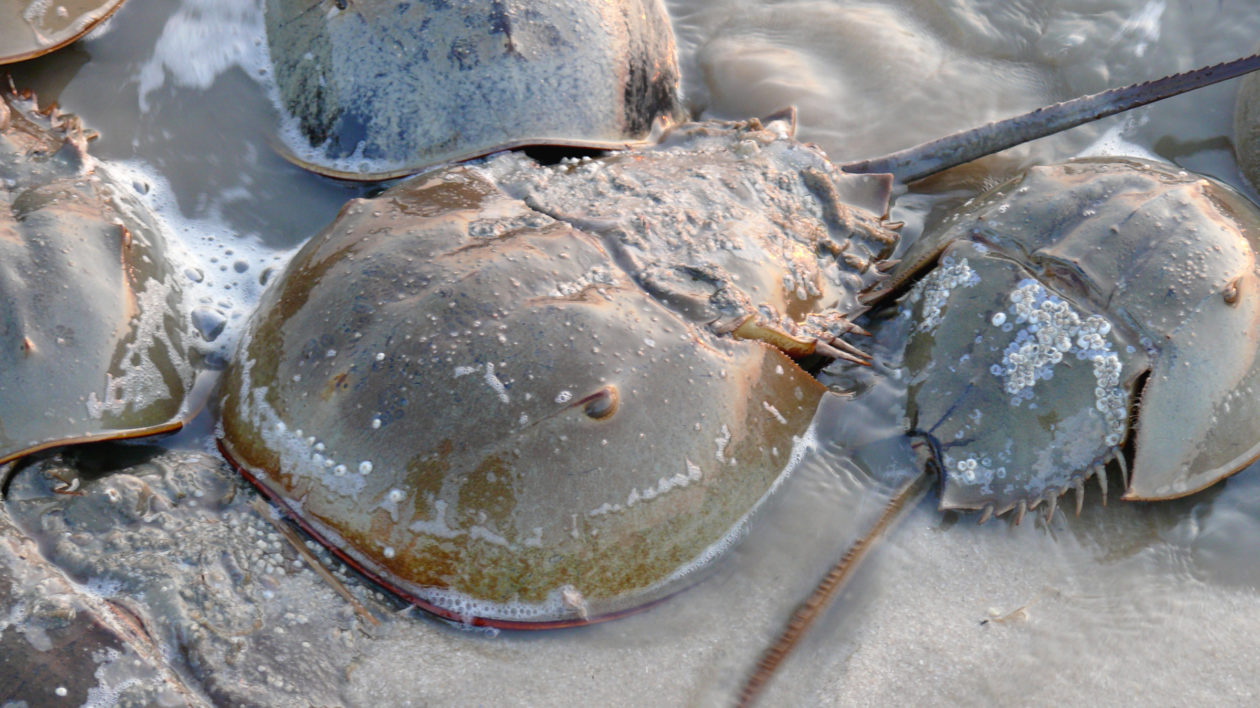 How Citizen Science Aids Horseshoe Crab Conservation