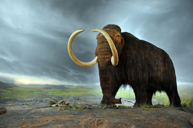 Scientists on a mission to resurrect woolly mammoth raise $15 million