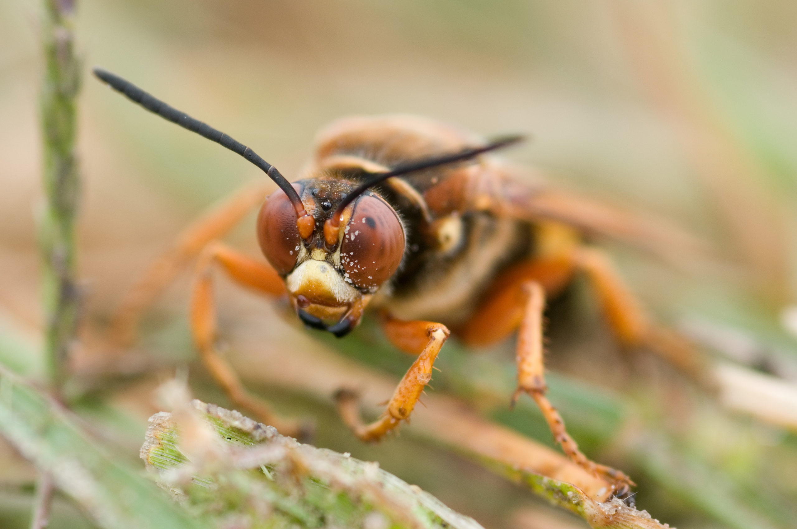 Wait. Northern Paper Wasps Recognize Each Other’s Faces?