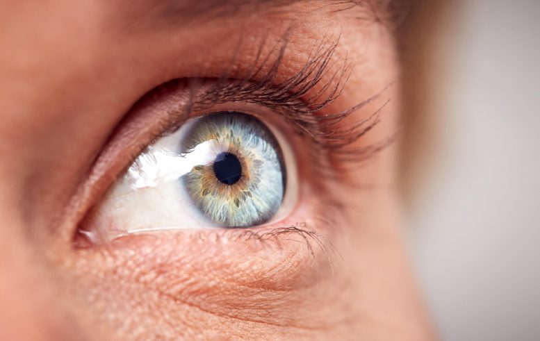Your Eyes May Reveal Your Alzheimer’s Disease Risk