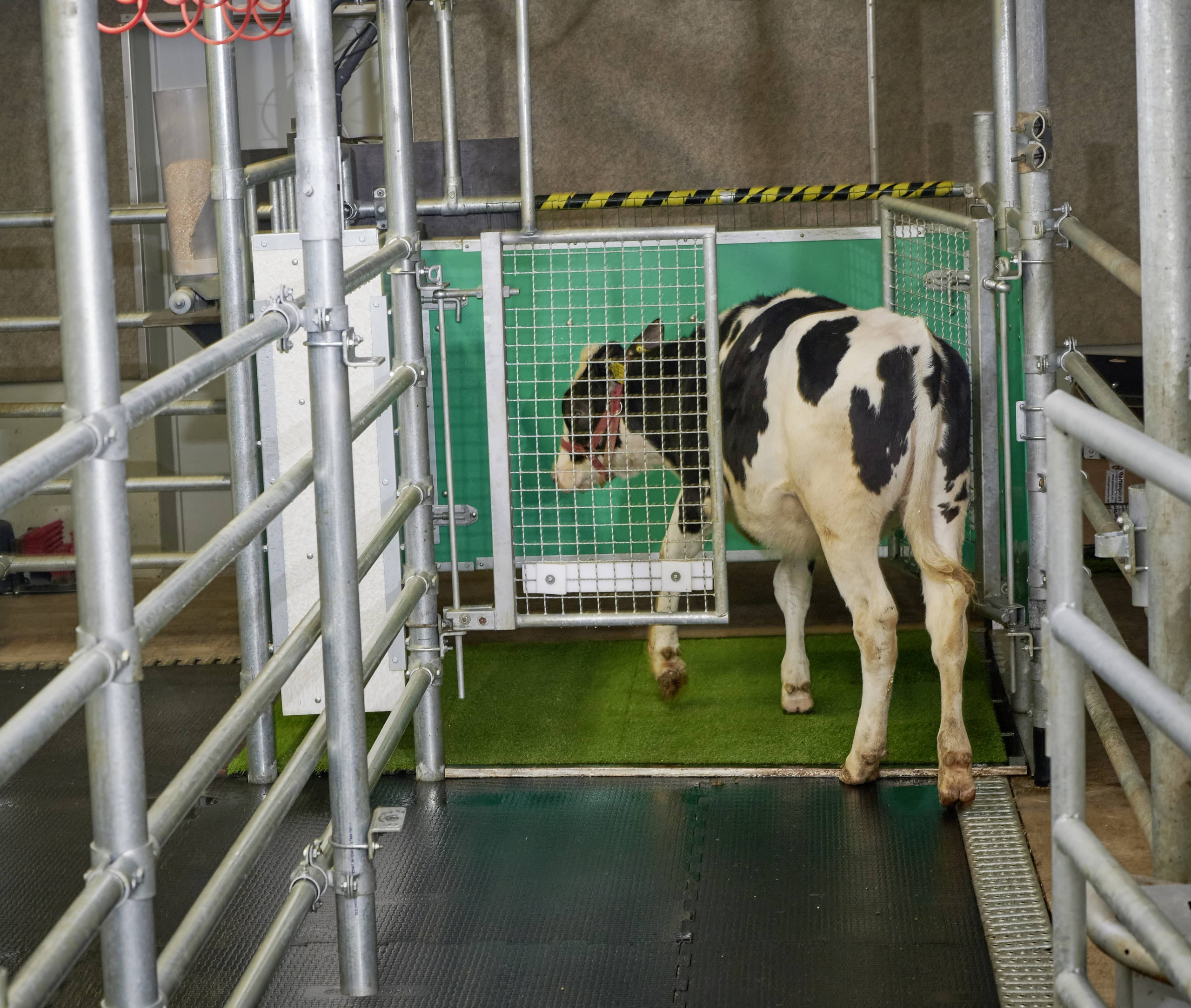 Potty Party: Researchers Show Young Cows Can Be Toilet-Trained