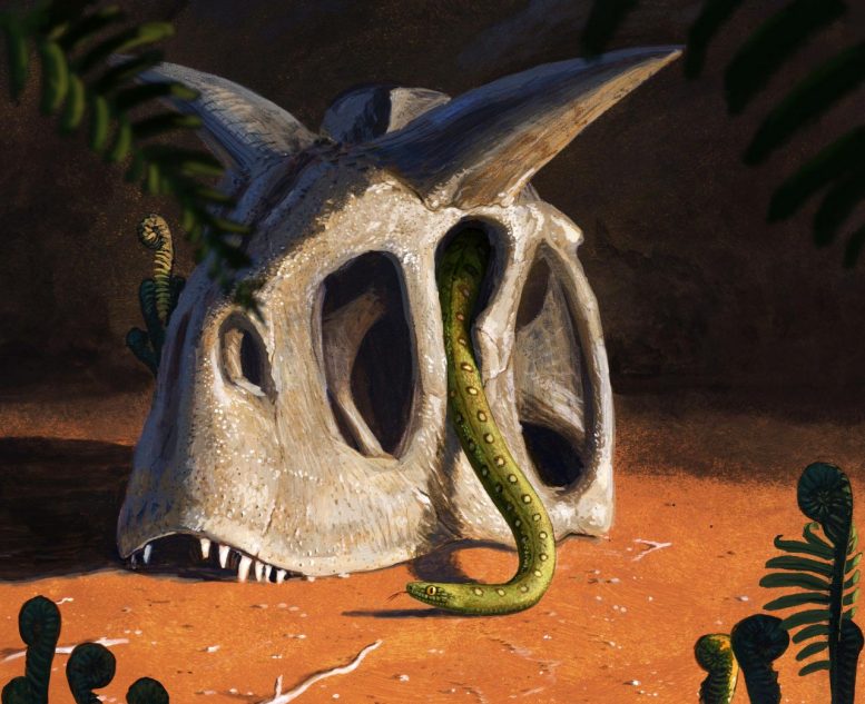 All Living Snakes Evolved From a Few Survivors of Asteroid That Killed the Dinosaurs