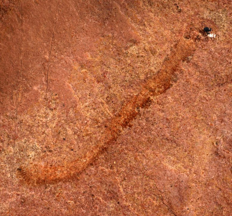 500-Million-Year-Old “Worm-Like” Fossil Represents Rare Discovery of Ancient Animal in North America