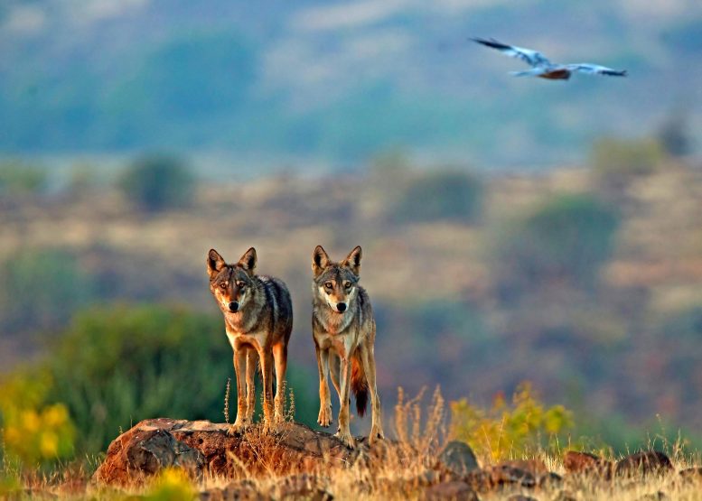 An Ancient Lineage: Indian Wolf Among World’s Most Endangered and Distinct Wolves