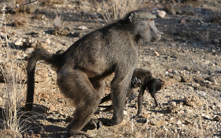 Some primates carry their dead infants for months as a form of grieving