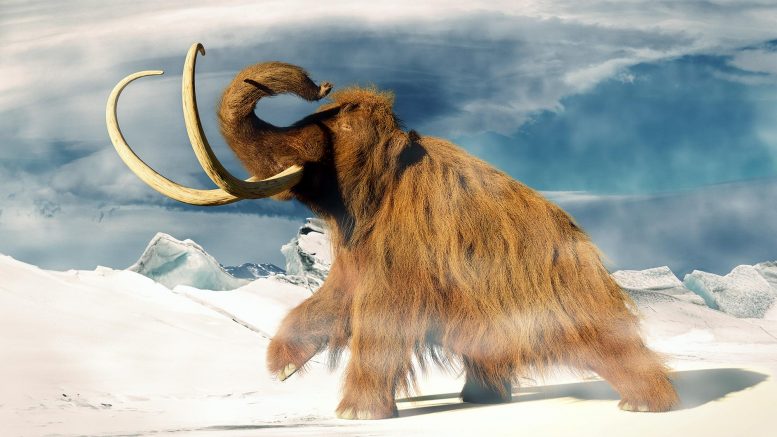 Startup Colossal Biosciences Wants To Bring Woolly Mammoths Back From Extinction – It Might Not Be Such a Bad Idea