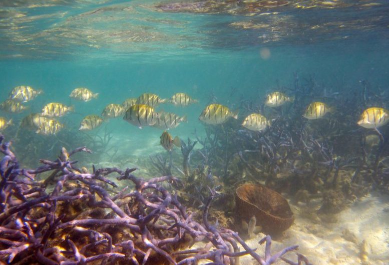 Coral Reef Cover, Biodiversity, and Fish Catches Have Declined by Half Since the 1950s