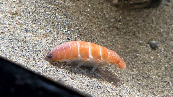 Wait, this isn’t sushi! It’s a blood-sucking sea parasite