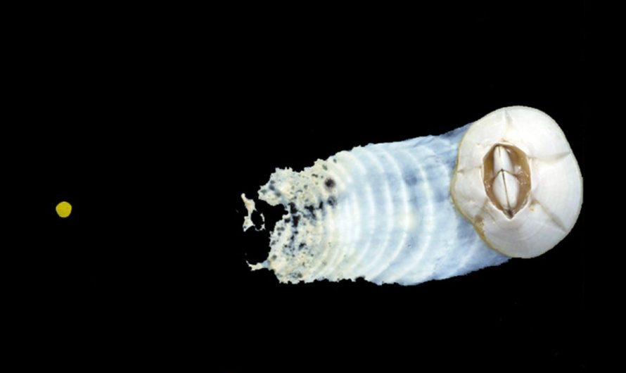 Some Barnacles Can Move Around to Improve Feeding Position