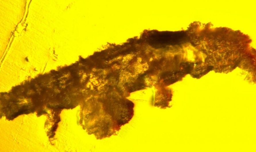 Rare tardigrade fossil discovered in 16-million-year-old amber