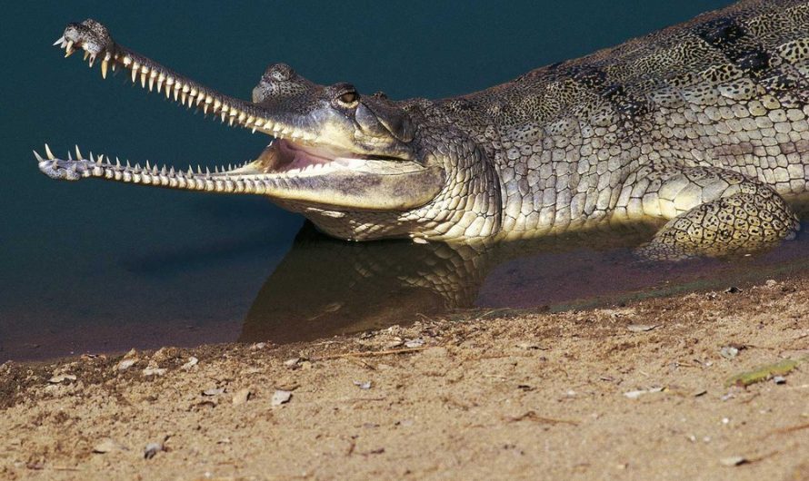 Modern Crocodiles Are Evolving at a Rapid Rate