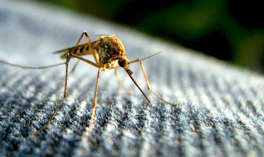 Blood-mimicking eco-insecticide baits and kills malaria-carrying mosquitoes