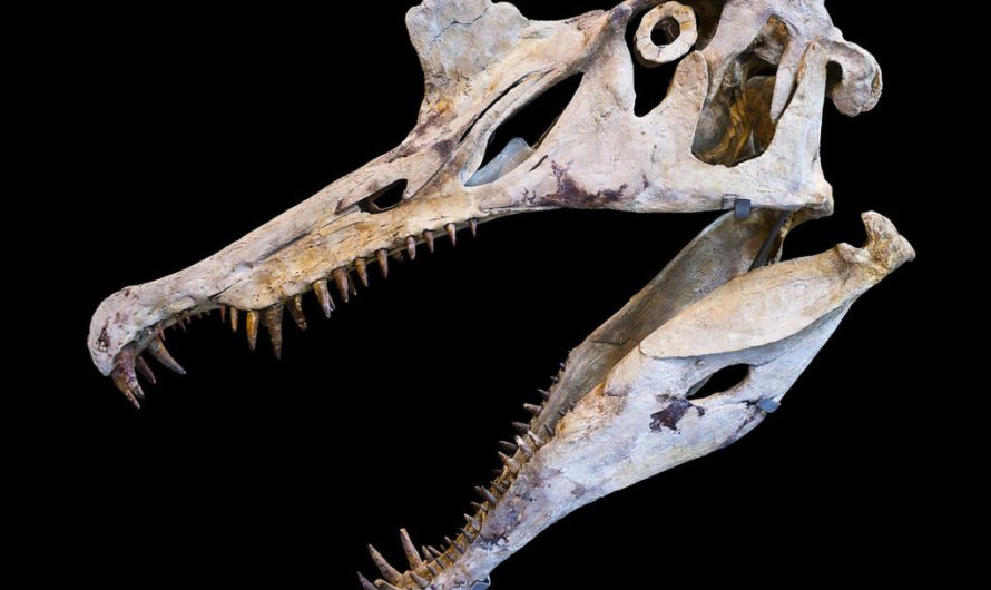 What was Spinosaurus, the largest meat-eating dinosaur?