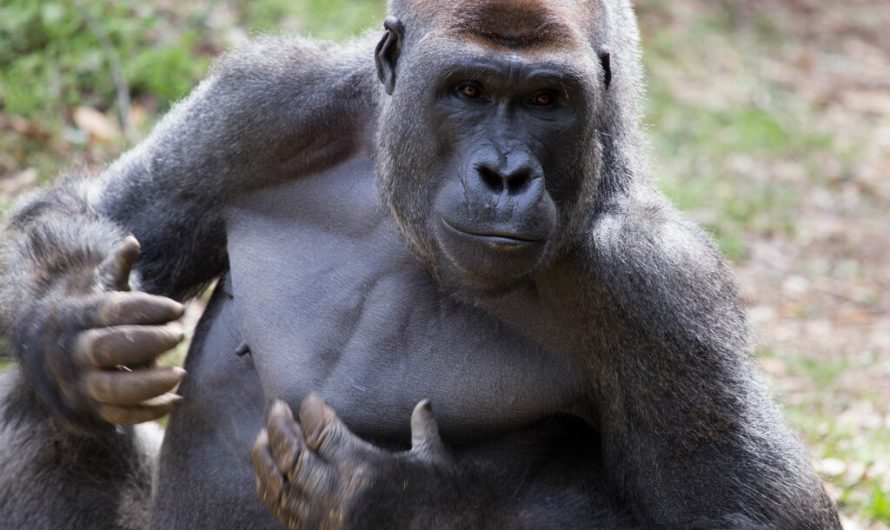 Who’s there? Gorillas are able to distinguish between human voices