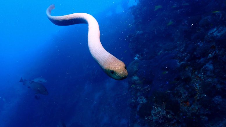 Mating Season Mishaps? Unprovoked Attacks by Venomous Olive Sea Snakes on Scuba Divers