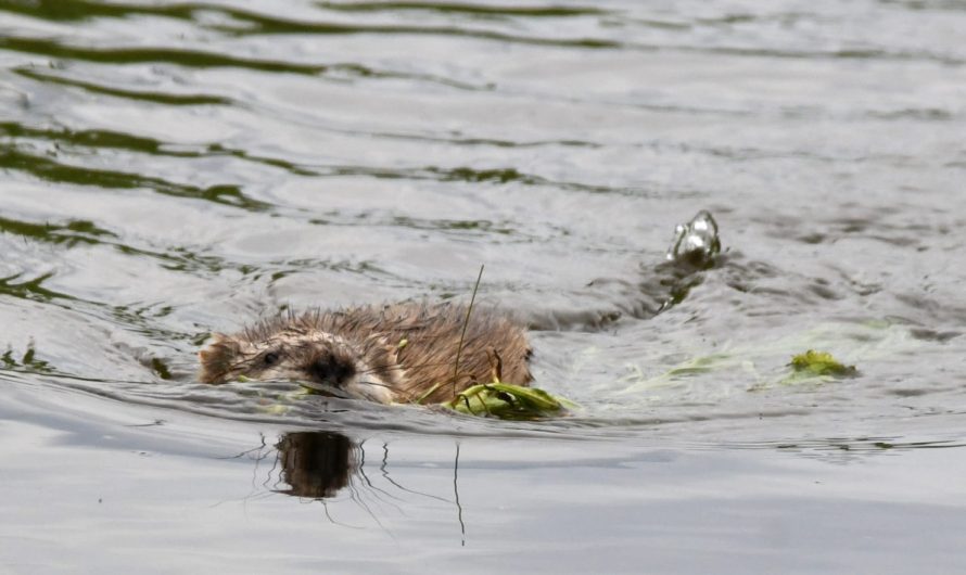 Meet the Muskrat: Push-Up Champion of Cattail Marshes