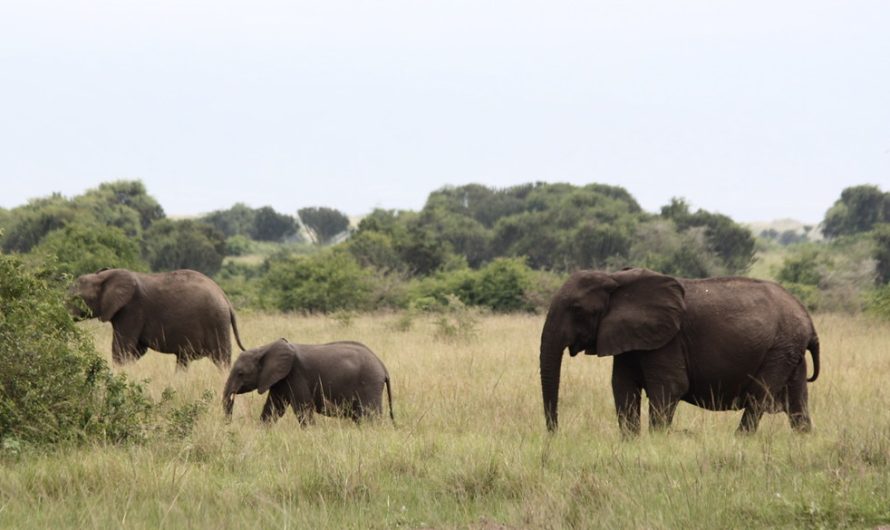 Elephants are evolving to lose their tusks due to poaching pressure