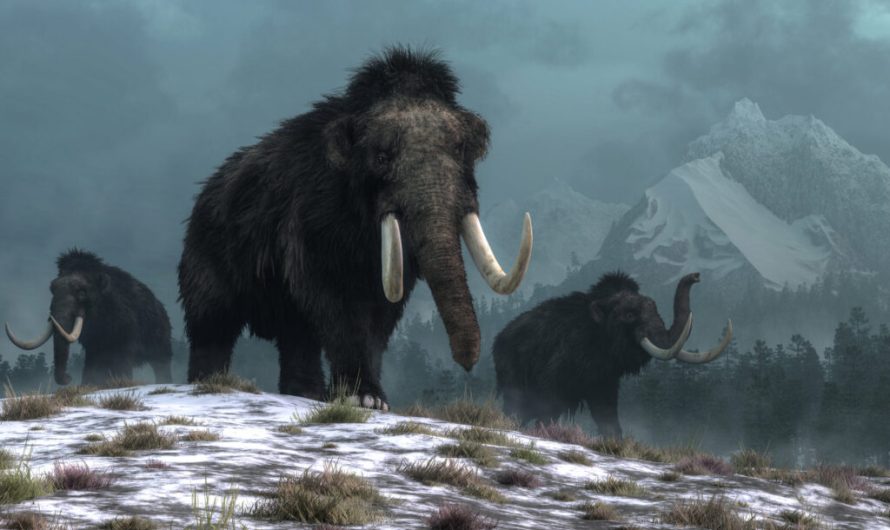 Not this time: climate change, not humans, wiped out wooly mammoths