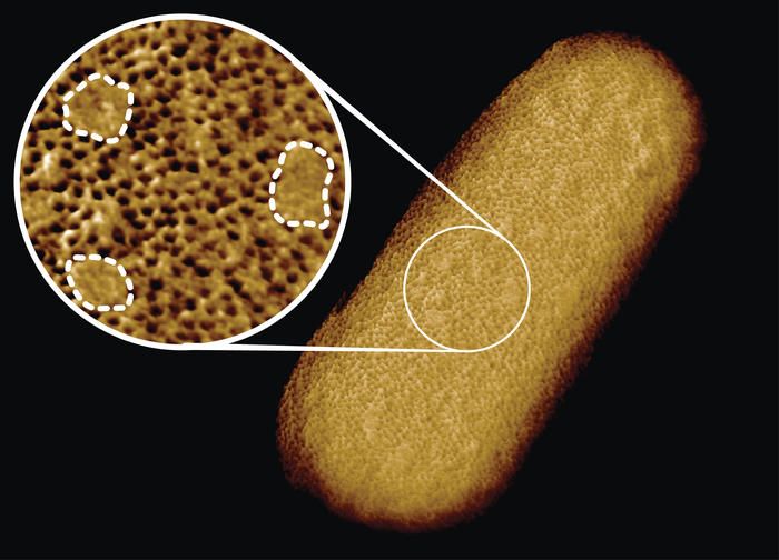 Sharpest picture of bacteria could give antibiotics new teeth