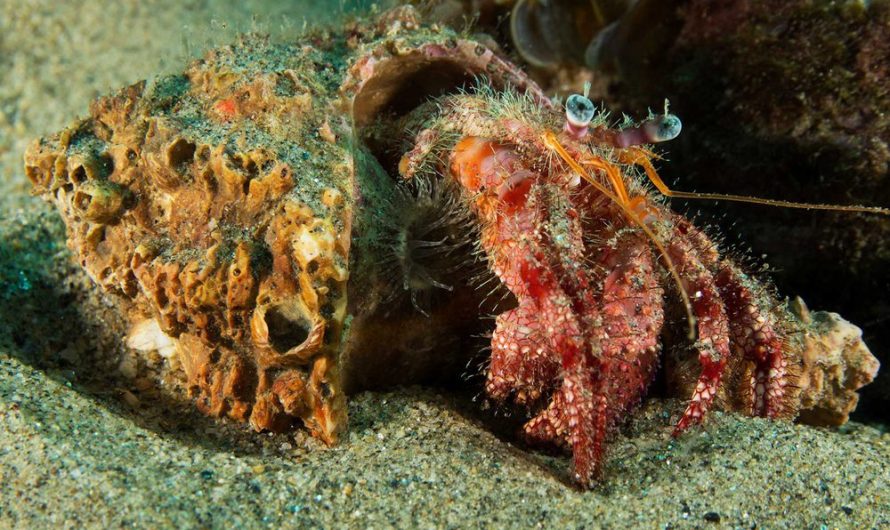 Discarded Tires Are ‘Ghost Fishing’ Hermit Crabs