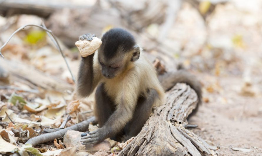 Capuchin monkeys are 3,000 years into their own Stone Age