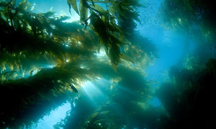 How Coastal Darkening Is Harming Kelp Forests