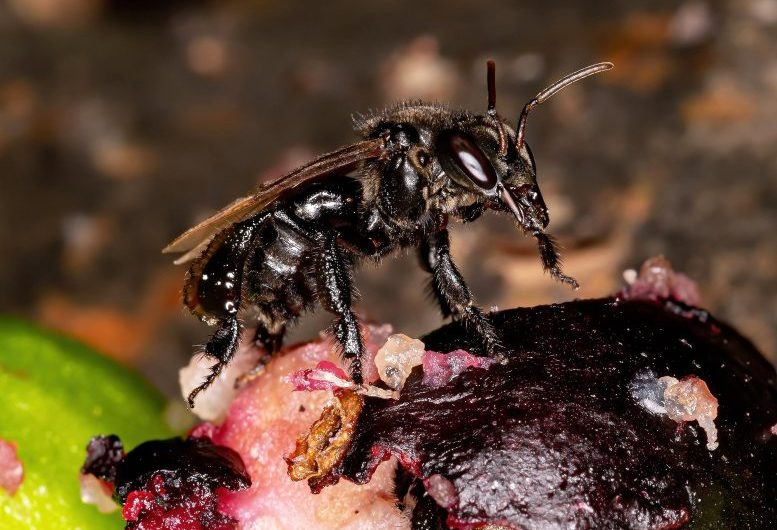 Meat-Eating “Vulture Bees” Sport Acidic Guts and an Extra Tooth for Biting Flesh