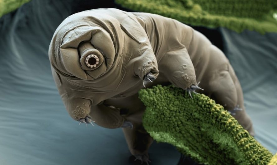 Will Water Bears be the First Interstellar Astronauts?