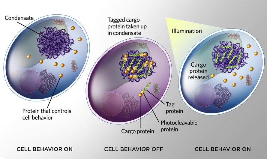 Infographic: One Way to Flip the Cell Behavior Switch