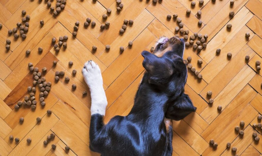 Feeding dogs only once a day may protect them from age-related disease