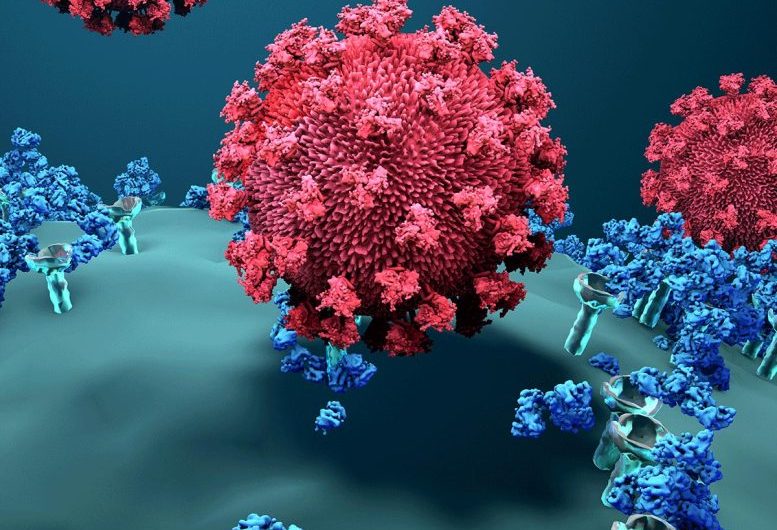 Virus Mimicking Antibodies May Explain Long Haul COVID-19, Rare Vaccine Side Effects