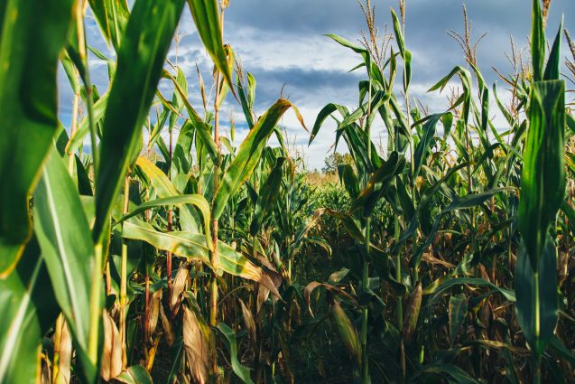 Climate Change May Have Huge Impacts on Staple Crops Within 10 Years, Says NASA