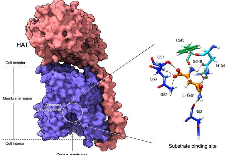 Scientists Discover the Mode of Action of Essential Proteins Involved in Cancer and Alzheimer’s Disease