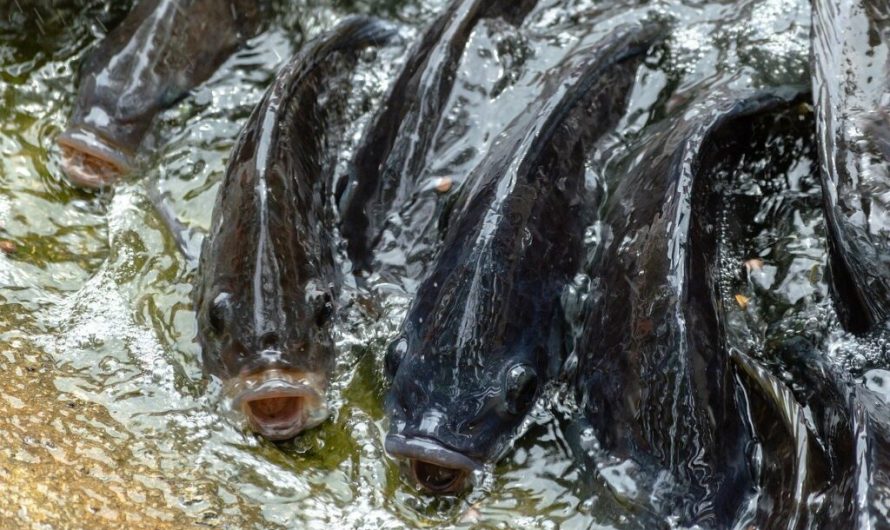 Turning leaked methane into fishmeal would turn a profit while helping the environment