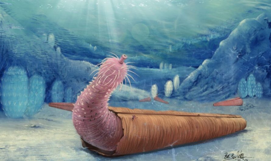 ‘Penis worms’ invented the hermit lifestyle some 500 million years ago by moving into discarded shells