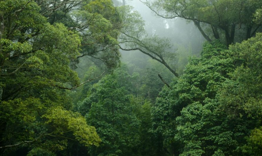 We need to protect 50% of the planet — but even that’s not enough