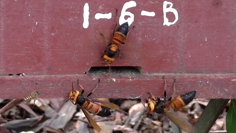 See and Hear a Giant “Murder” Hornet Attack on a Beehive