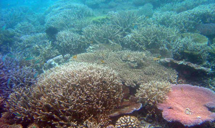 Nobel-winning market theory could help us better protect coral reefs