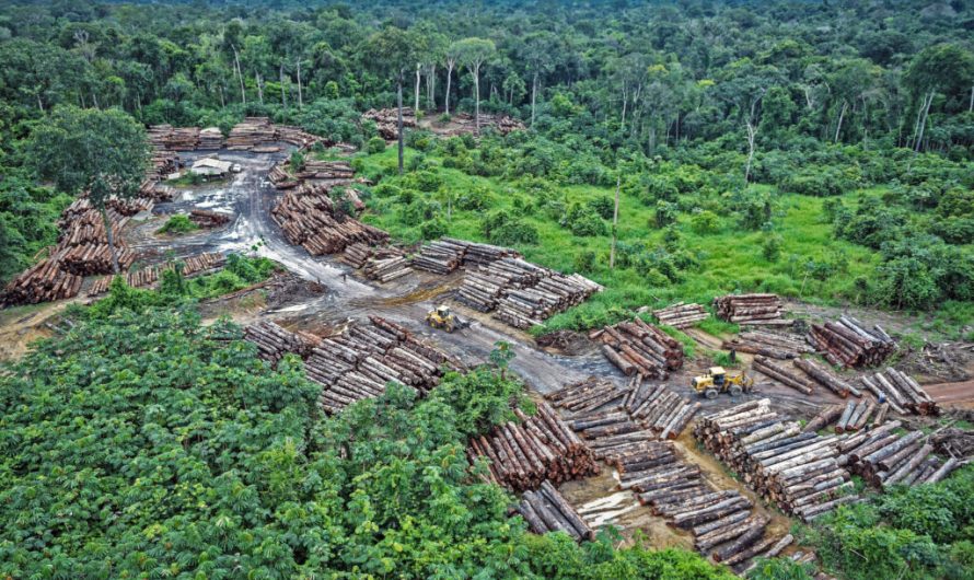 Your favorite fashion brands are putting the Amazon rainforest at risk