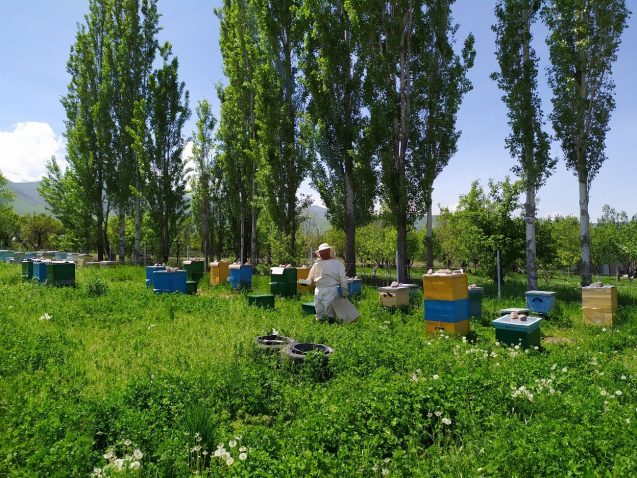 Climate Change Is Destroying Honey Production in Kyrgyzstan