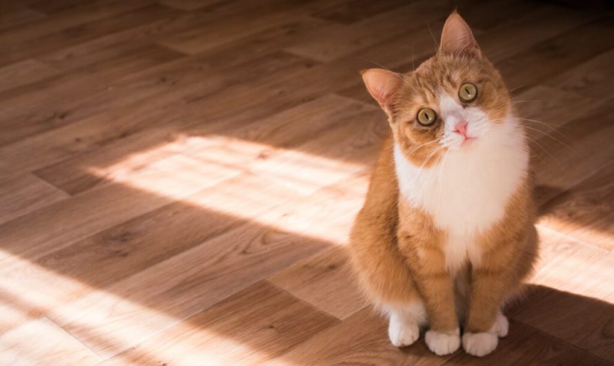Your cat is using your voice to constantly track your location inside the house