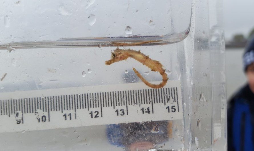 Sharks and seahorses found living in the Thames waterway